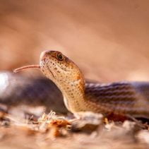 10 arti mimipi tentang ular menurut islam pertanda baik atau buruk