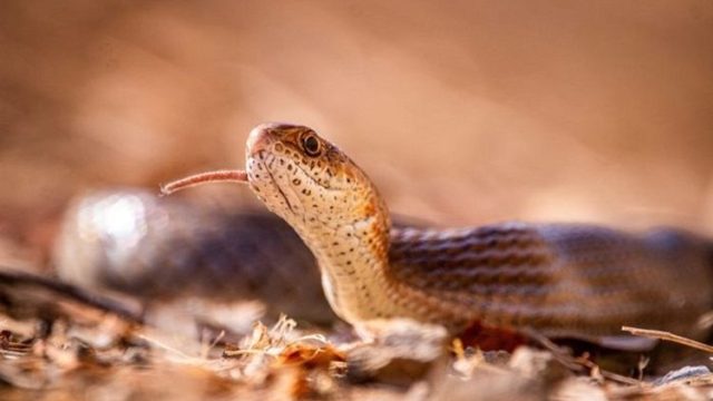 10 Arti Mimipi Tentang Ular Menurut Islam, Pertanda Baik atau Buruk? 10 arti mimipi tentang ular menurut islam pertanda baik atau buruk