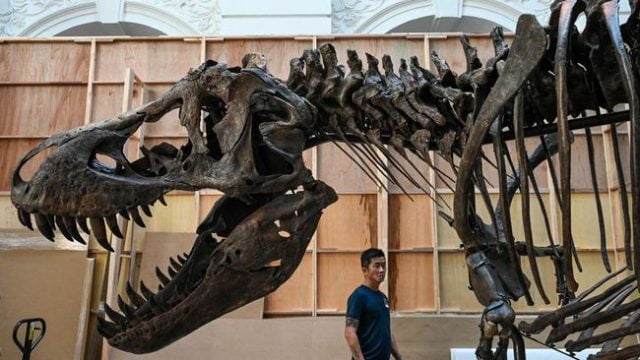 Sarang Dinosaurus Langka dan 265 Telur Ditemukan Di Lembah Narmada Madhya Pradesh 20230203 140209