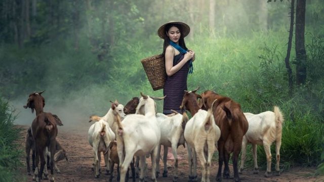 Beternak Kambing: Panduan Memulai Peternakan Kambing Anda Sendiri 20230209 143542