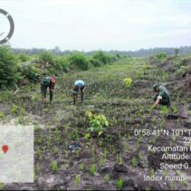 Babinsa Kodim Siak Bersama Kelompok Tani Sada Nioga Cegah Gulma untuk Optimalisasi Hasil Panen Padi Gogo