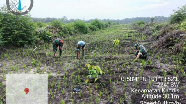 Babinsa Kodim Siak Bersama Kelompok Tani Sada Nioga Cegah Gulma untuk Optimalisasi Hasil Panen Padi Gogo