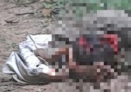 Mayat Di Temukan Di Kebun Karet Nagari Tamparungo