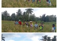 Terjun Langsung Ke Sawah Babinsa Koramil 1312-05/Essang Bantu Warga Tani Panen Padi