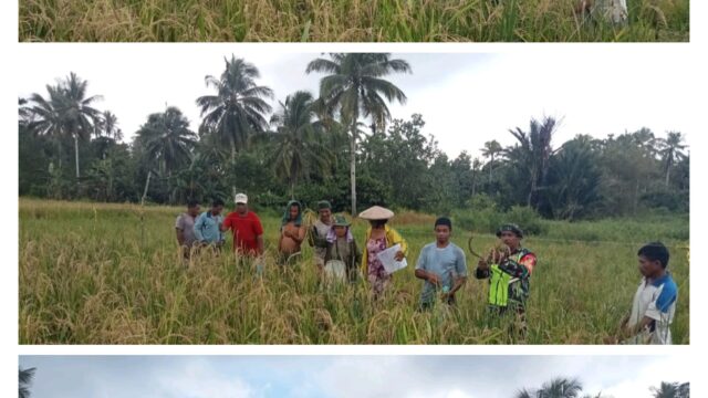 Terjun Langsung Ke Sawah Babinsa Koramil 1312-05/Essang Bantu Warga Tani Panen Padi