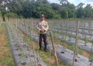 Polsek Kuantan Tengah Monitoring Perkebunan Cabe Merah Dukung Program ASTA CITA Presiden Republik Indonesia