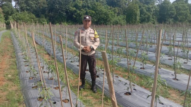 Polsek Kuantan Tengah Monitoring Perkebunan Cabe Merah Dukung Program ASTA CITA Presiden Republik Indonesia