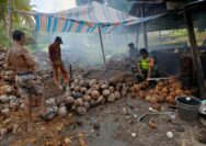 Keterlibatan Babinsa Koramil 1312-01/Kabaruan Bantu Petani Kopra Mendapat Apresiasi Warga