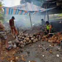 Keterlibatan Babinsa Koramil 1312-01/Kabaruan Bantu Petani Kopra Mendapat Apresiasi Warga