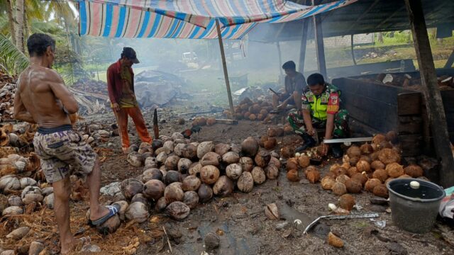 Keterlibatan Babinsa Koramil 1312-01/Kabaruan Bantu Petani Kopra Mendapat Apresiasi Warga