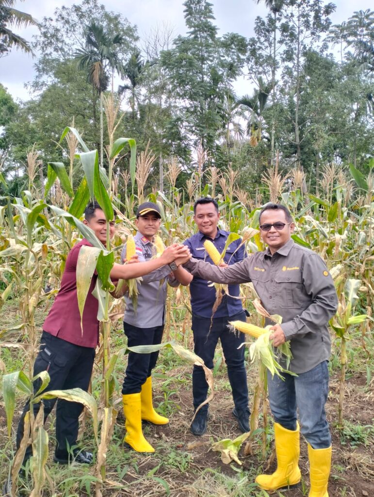 Dukung Program Asta Cita, Kalapas Suliki, Distanhorbun dan Wali Nagari Limbanang Panen Raya Jagung Dukung Program Asta Cita, Kalapas Suliki, Distanhorbun dan Wali Nagari Limbanang Panen Raya Jagung