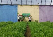 Panen Sayur Kangkung, Bukti Nyata Lapas Pekanbaru Terus Dukung Program Ketahanan Pangan