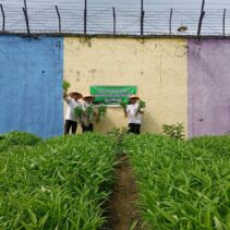 Panen Sayur Kangkung, Bukti Nyata Lapas Pekanbaru Terus Dukung Program Ketahanan Pangan