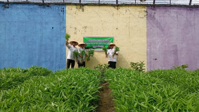 Panen Sayur Kangkung, Bukti Nyata Lapas Pekanbaru Terus Dukung Program Ketahanan Pangan