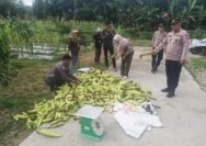Panen Raya Jagung Serentak Polsek Sabak Auh: Dukungan Nyata untuk Swasembada Pangan 2025