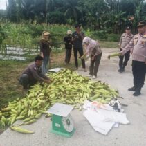 Panen Raya Jagung Serentak Polsek Sabak Auh: Dukungan Nyata untuk Swasembada Pangan 2025