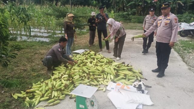 Panen Raya Jagung Serentak Polsek Sabak Auh: Dukungan Nyata untuk Swasembada Pangan 2025