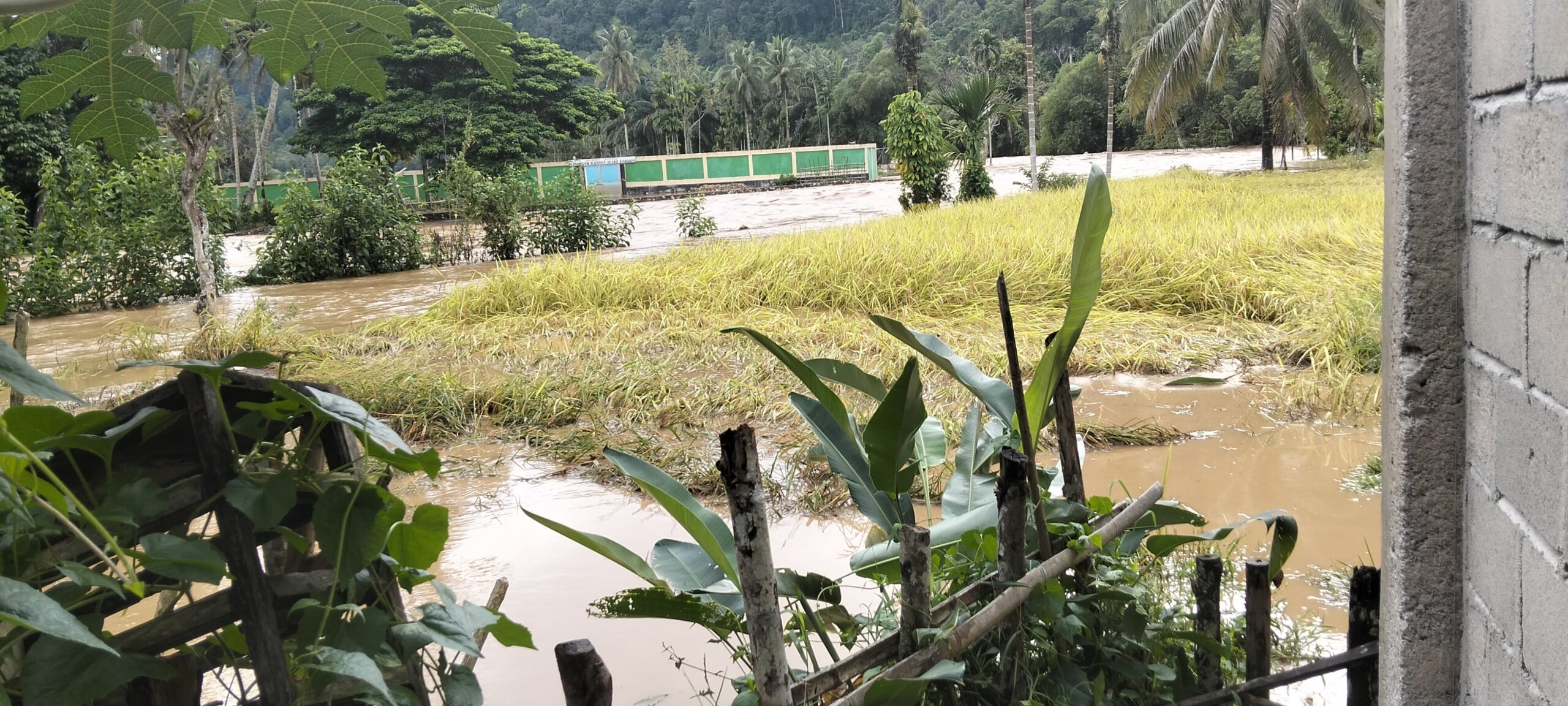 Sungai Batang Sumpur Meluap, Nagari Sisawah Di hantam Banjir, Pulahan Rumah Dan Sawah Terendam