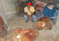 Gelapkan Tandan Buah Kelapa Sawit. Karyawan PT. SIR Di Amankan Polisi.*