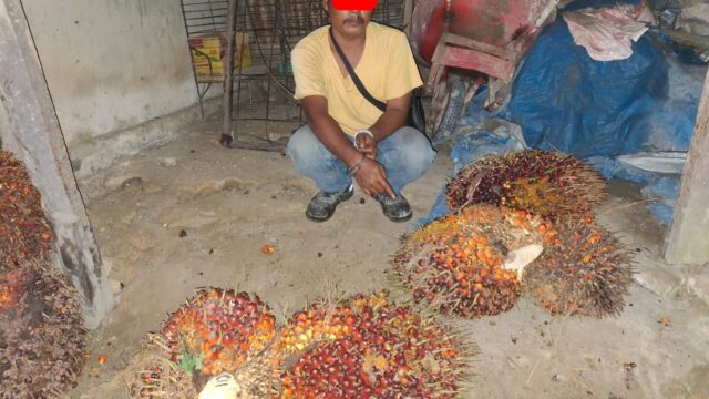 Gelapkan Tandan Buah Kelapa Sawit. Karyawan PT. SIR Di Amankan Polisi.*