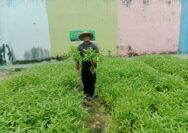 Panen Sayur Kangkung dan Pakcoy, Bukti Nyata Lapas Pekanbaru Terus Produktif dan Konsisten Dukung Program Ketahanan Pangan