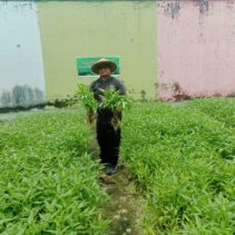 Panen Sayur Kangkung dan Pakcoy, Bukti Nyata Lapas Pekanbaru Terus Produktif dan Konsisten Dukung Program Ketahanan Pangan
