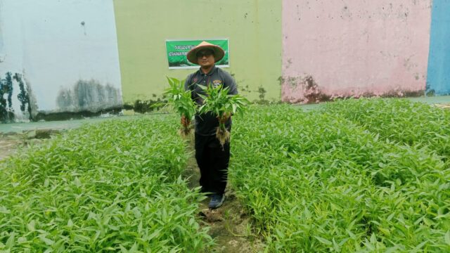 Panen Sayur Kangkung dan Pakcoy, Bukti Nyata Lapas Pekanbaru Terus Produktif dan Konsisten Dukung Program Ketahanan Pangan