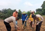 Dukung Ketahanan Pangan, Bhabinkamtibmas Bersama PT. AIP Tanam Jagung di Area 1 Heaktar