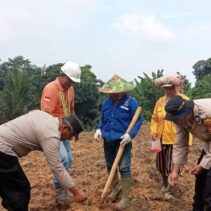 Dukung Ketahanan Pangan, Bhabinkamtibmas Bersama PT. AIP Tanam Jagung di Area 1 Heaktar