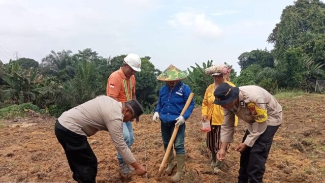 Dukung Ketahanan Pangan, Bhabinkamtibmas Bersama PT. AIP Tanam Jagung di Area 1 Heaktar