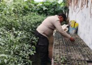 Bhabinkamtibmas Polsek Tualang Cek Lokasi Pemanfaatan Lahan Pekarangan Rumah untuk Ketahanan Pangan Nasional.