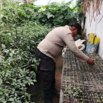 Bhabinkamtibmas Polsek Tualang Cek Lokasi Pemanfaatan Lahan Pekarangan Rumah untuk Ketahanan Pangan Nasional.