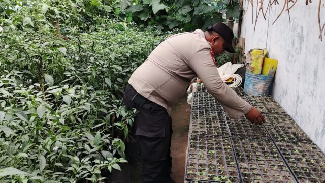 Bhabinkamtibmas Polsek Tualang Cek Lokasi Pemanfaatan Lahan Pekarangan Rumah untuk Ketahanan Pangan Nasional.