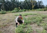 Dukung Asta Cita Bhabinkamtibmas Kampung Maredan Barat Bersama Warga Panen Kacang Tanah