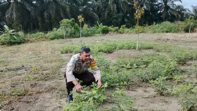 Dukung Asta Cita Bhabinkamtibmas Kampung Maredan Barat Bersama Warga Panen Kacang Tanah
