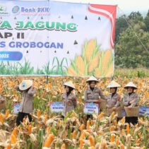 Polres Grobogan Sukses Gelar Panen Raya Jagung di Lahan 274 Hektare