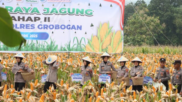 Polres Grobogan Sukses Gelar Panen Raya Jagung di Lahan 274 Hektare