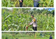 Sinergitas Kapolsek Kabaruan IPDA Andika Amisi Panen Jagung Bersama Petani Tahap Dua Lahan produktif, Dukung Ketahanan Pangan Nasional