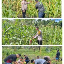 Sinergitas Kapolsek Kabaruan IPDA Andika Amisi Panen Jagung Bersama Petani Tahap Dua Lahan produktif, Dukung Ketahanan Pangan Nasional