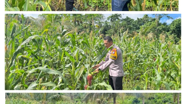 Sinergitas Kapolsek Kabaruan IPDA Andika Amisi Panen Jagung Bersama Petani Tahap Dua Lahan produktif, Dukung Ketahanan Pangan Nasional
