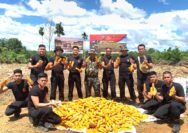 Brimob Sumbar Dukung Swasembada Pangan Lewat Penanaman Jagung Berkelanjutan