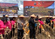 Brimob Polda Sumbar Panen Jagung 5 Hektar, Wujud Nyata Dukung Ketahanan Pangan Nasional