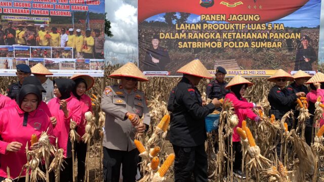 Brimob Polda Sumbar Panen Jagung 5 Hektar, Wujud Nyata Dukung Ketahanan Pangan Nasional