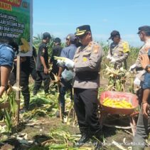 Kapolsek Kandis Hadiri Panen Jagung di KPAK Sam-Sam, Dukung Ketahanan Pangan Nasional