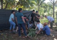 Kapolres Kuansing bagikan daging kurban kepada warga, sebanyak 6 Ekor Sapi Dalam Rangka Hari Raya Idul Adha 1446 H