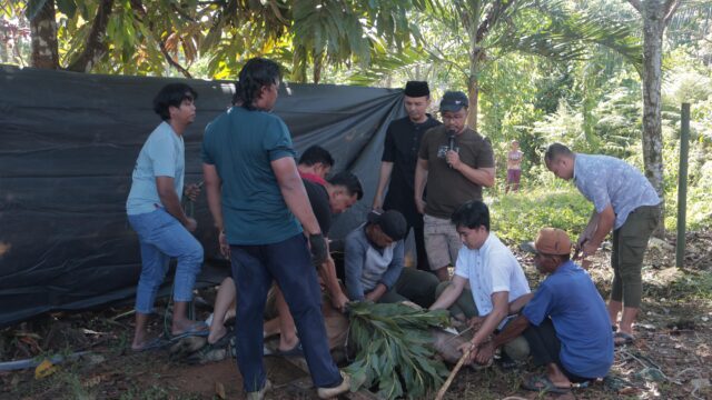 Kapolres Kuansing bagikan daging kurban kepada warga, sebanyak 6 Ekor Sapi Dalam Rangka Hari Raya Idul Adha 1446 H