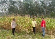 Polsek Kuantan Tengah Laksanakan Pengawasan Tanaman Jagung di PT. Bangun Persada Tata Makmur