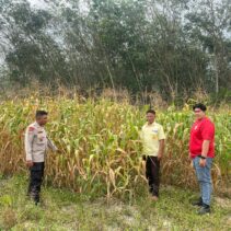 Polsek Kuantan Tengah Laksanakan Pengawasan Tanaman Jagung di PT. Bangun Persada Tata Makmur