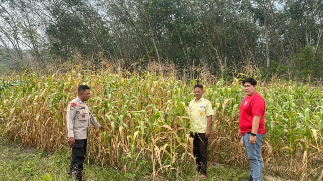 Polsek Kuantan Tengah Laksanakan Pengawasan Tanaman Jagung di PT. Bangun Persada Tata Makmur