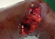 Hamzah (68) Diserang Buaya di Sei Lukut, Kapolsek Tualang Imbau Warga Hindari Sungai